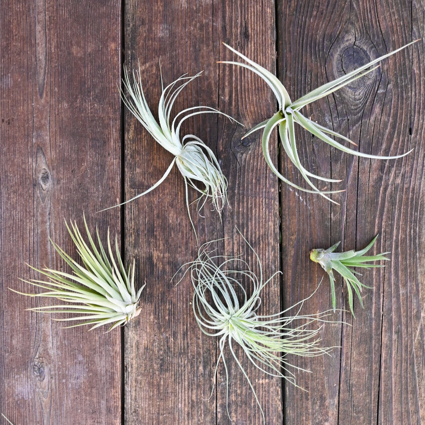 Tillandsia - Collection of 5 Air Plants