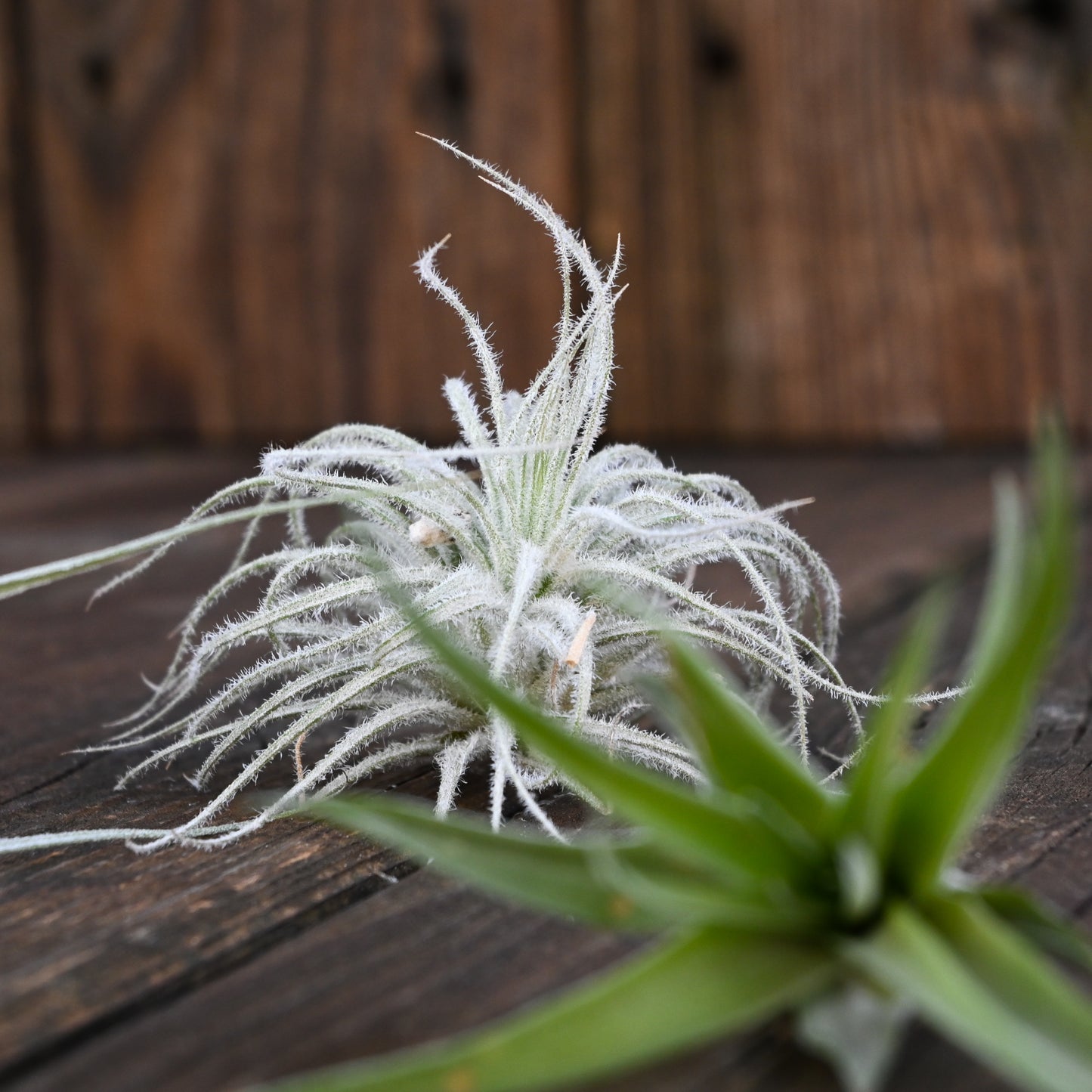 Tillandsia - Collection of 3 Air Plants