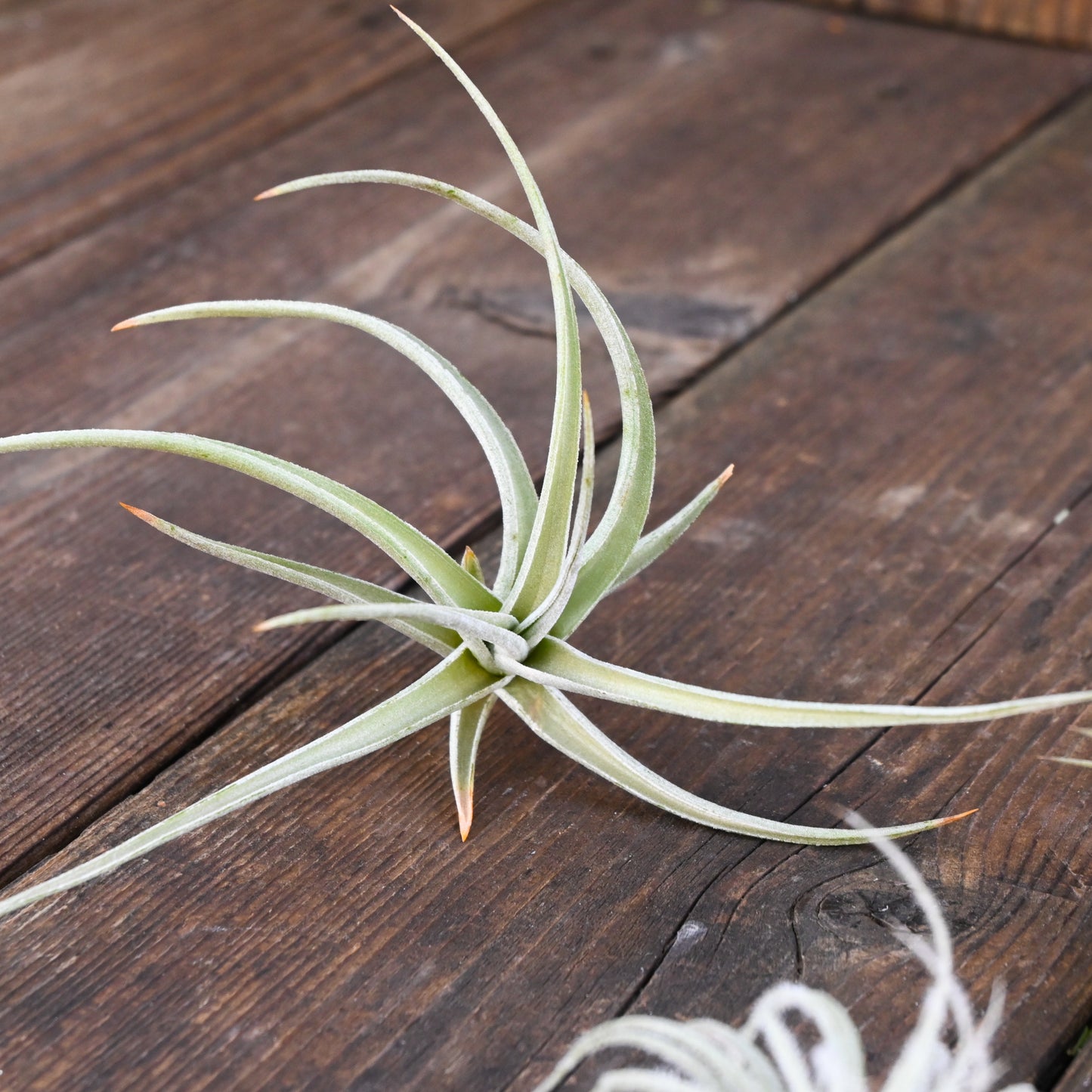 Tillandsia - Collection of 5 Air Plants