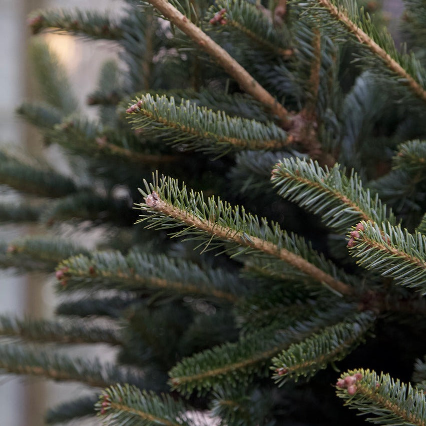 Christmas Tree Set Up Service