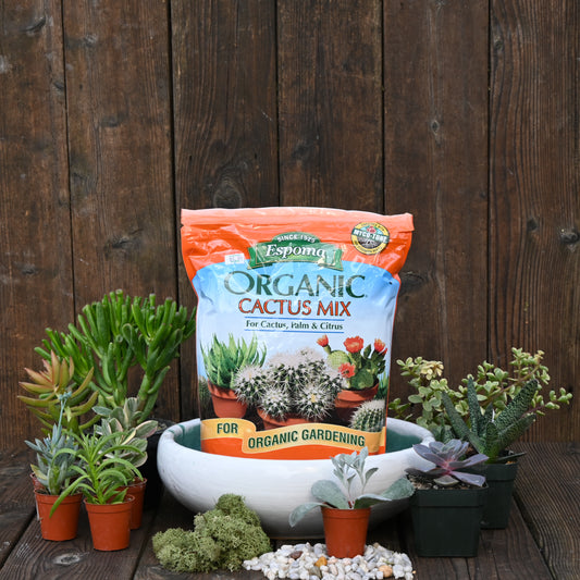 Succulent Bowl Potting Kit