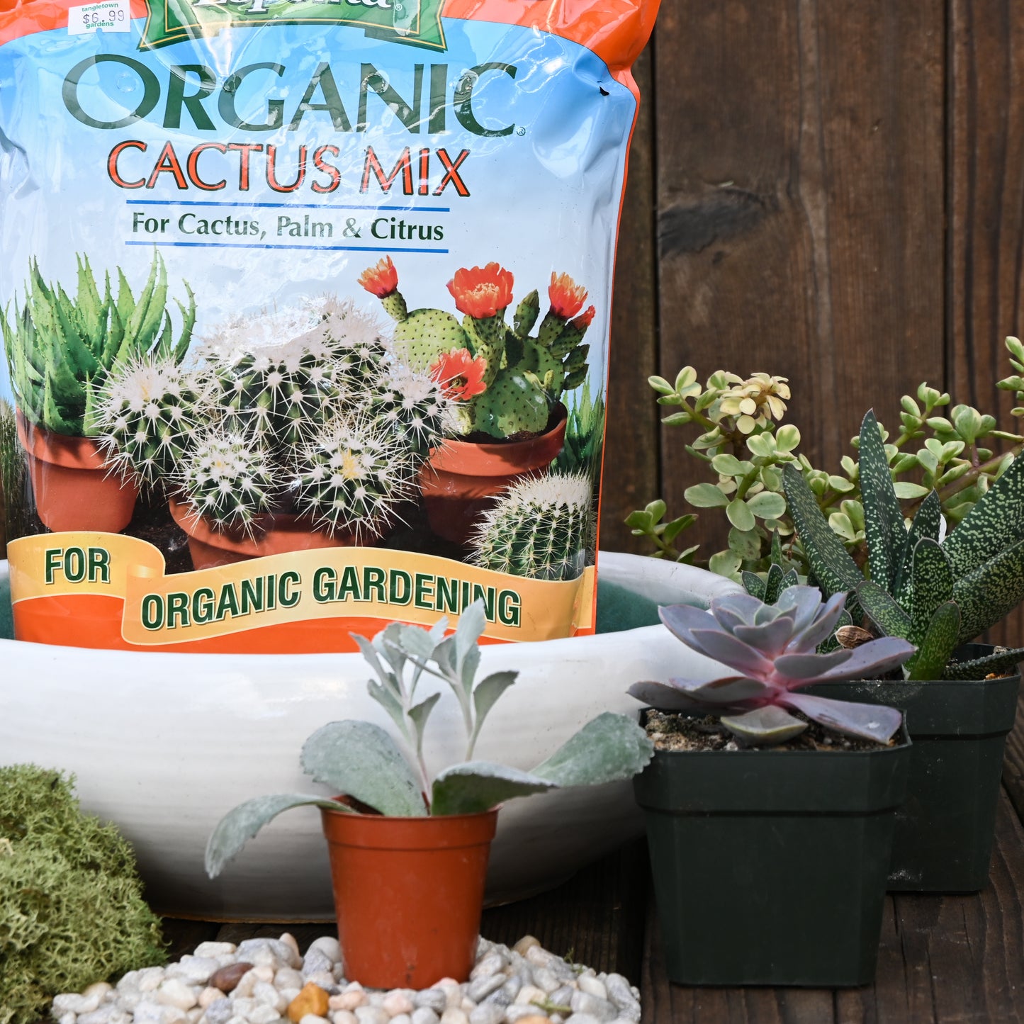 Succulent Bowl Potting Kit
