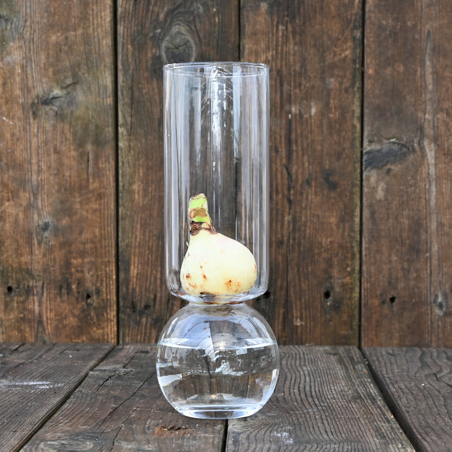 Ready-to-Grow Paperwhite Bulbs