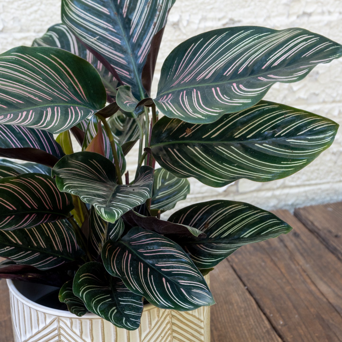 Pet Friendly Houseplants Gift Set