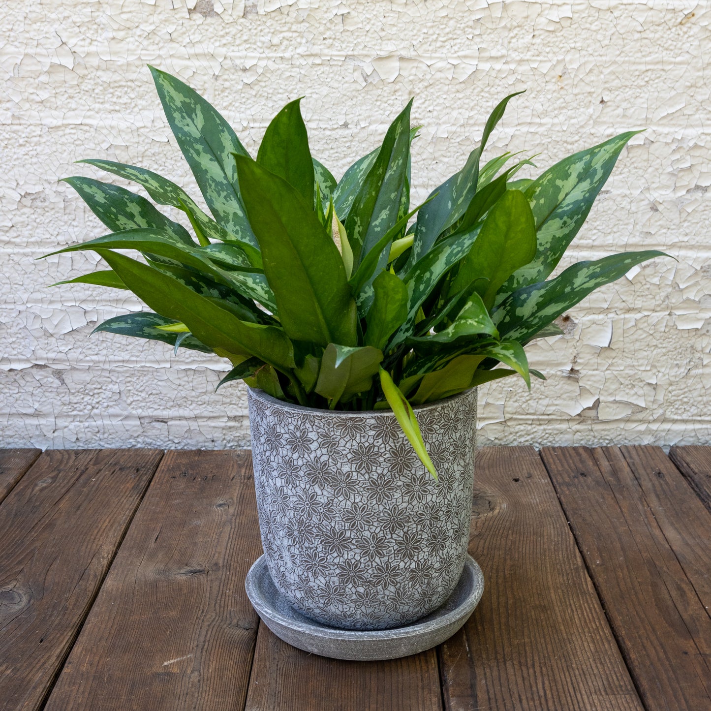 Low Light Houseplants Gift Set