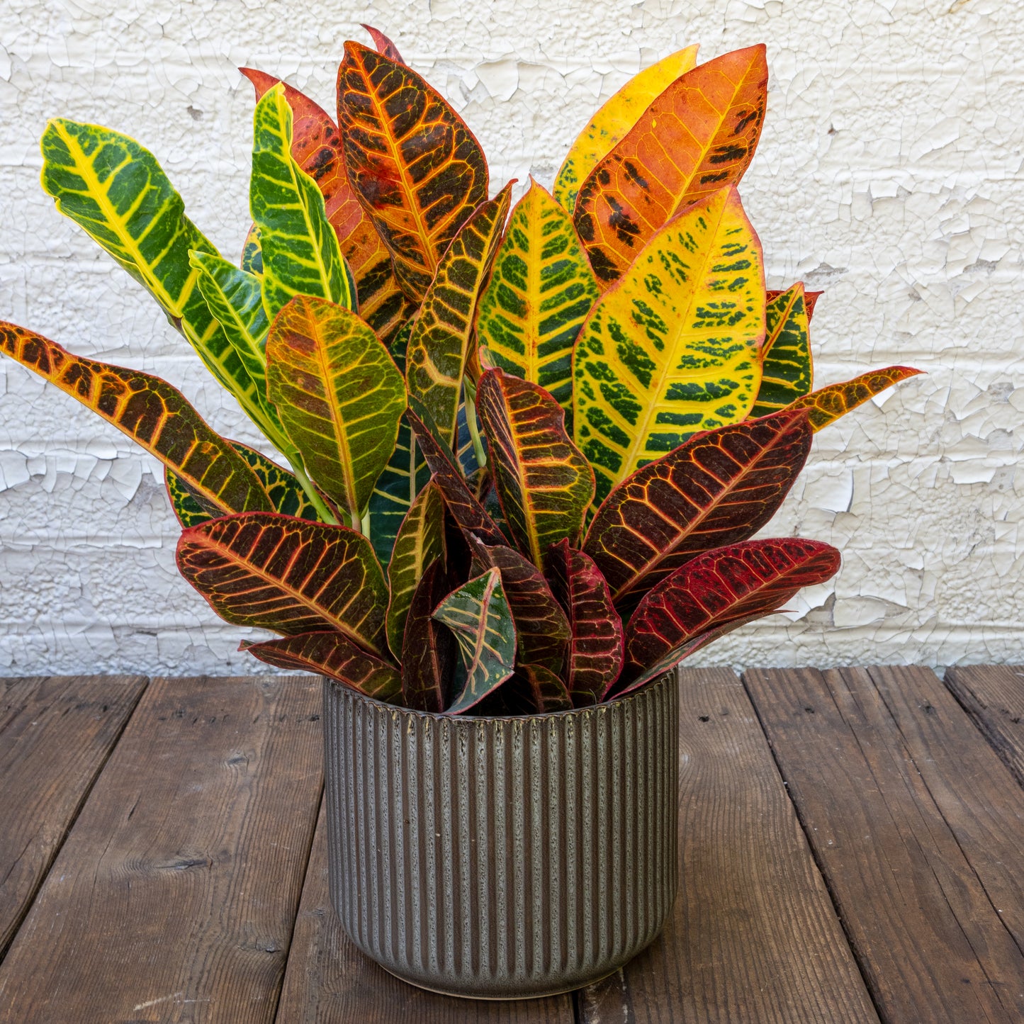 Bright Light Houseplants Gift Set