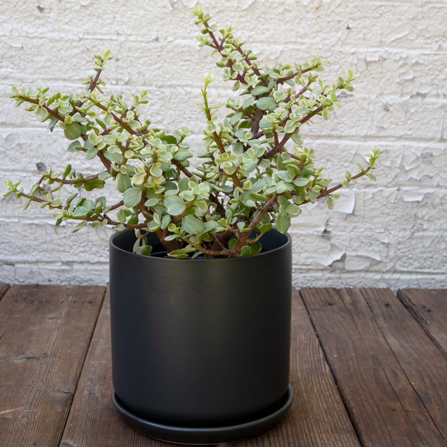 High Light Succulent Gift Set