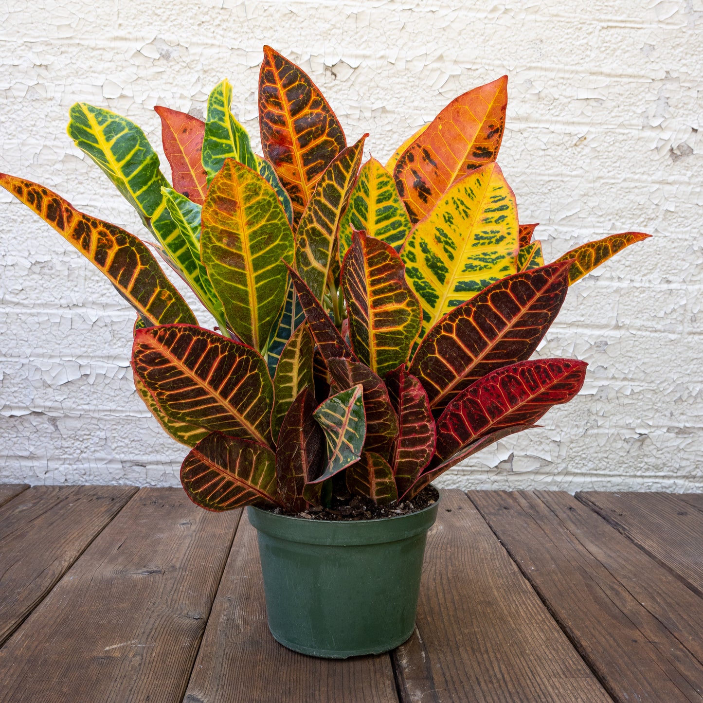 Bright Light Houseplants Gift Set
