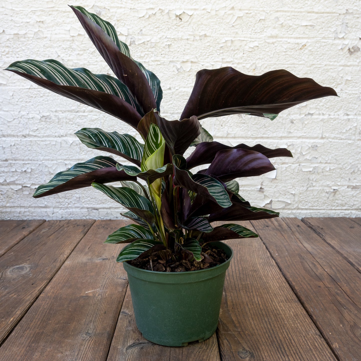 Pet Friendly Houseplants Gift Set