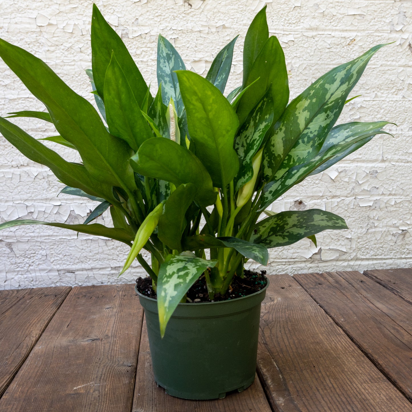 Low Light Houseplants Gift Set