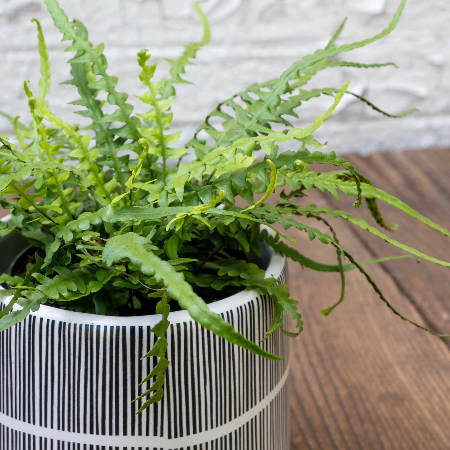 Low Light Houseplants Gift Set