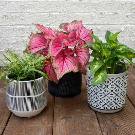 Low Light Houseplants Gift Set
