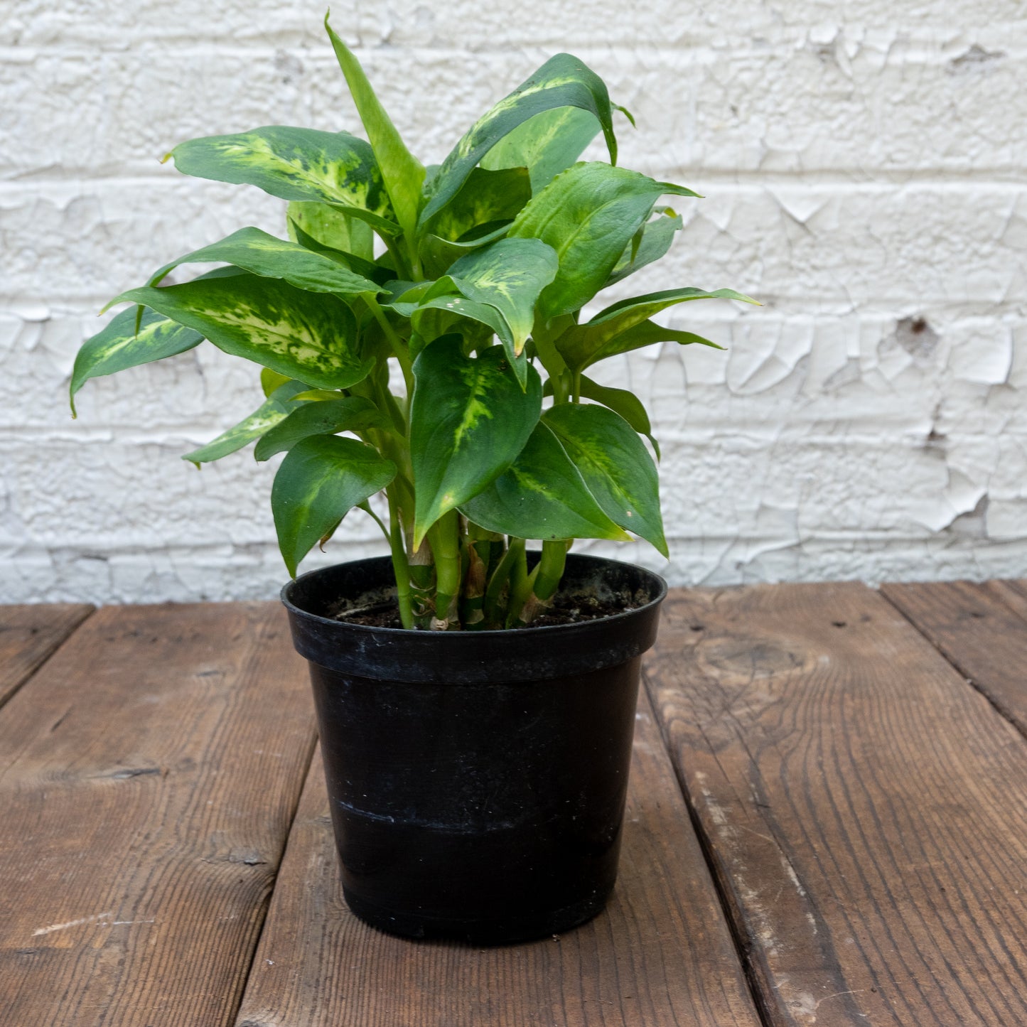 Low Light Houseplants Gift Set