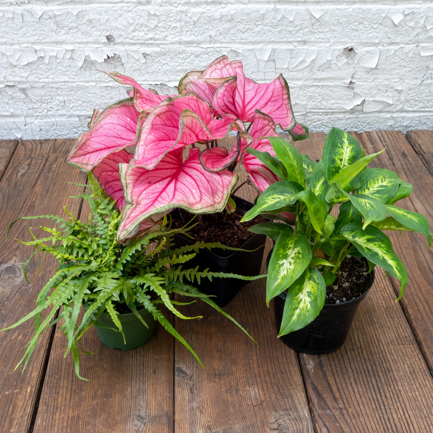 Low Light Houseplants Gift Set