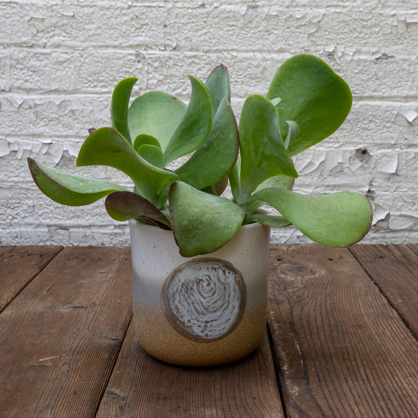 High Light Succulent Gift Set