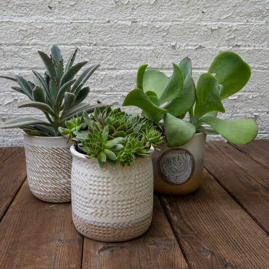 High Light Succulent Gift Set