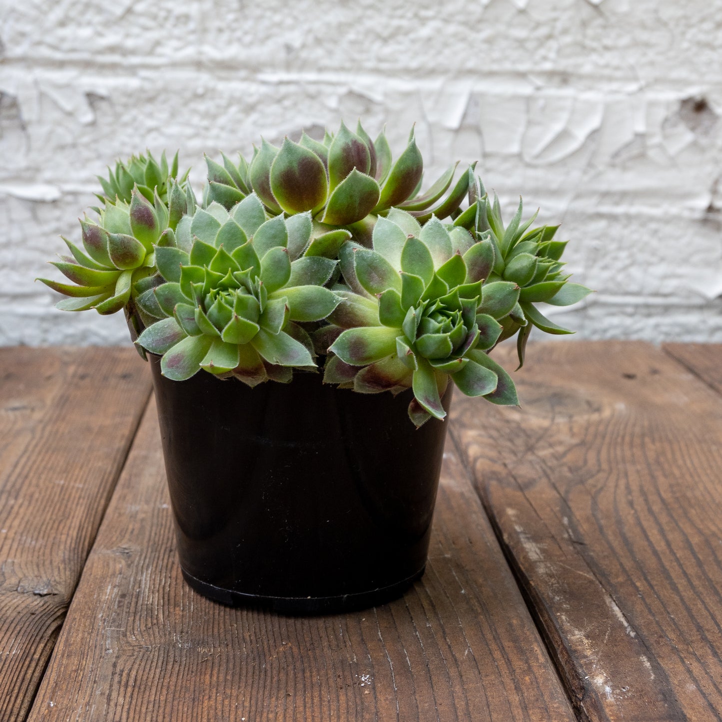 High Light Succulent Gift Set