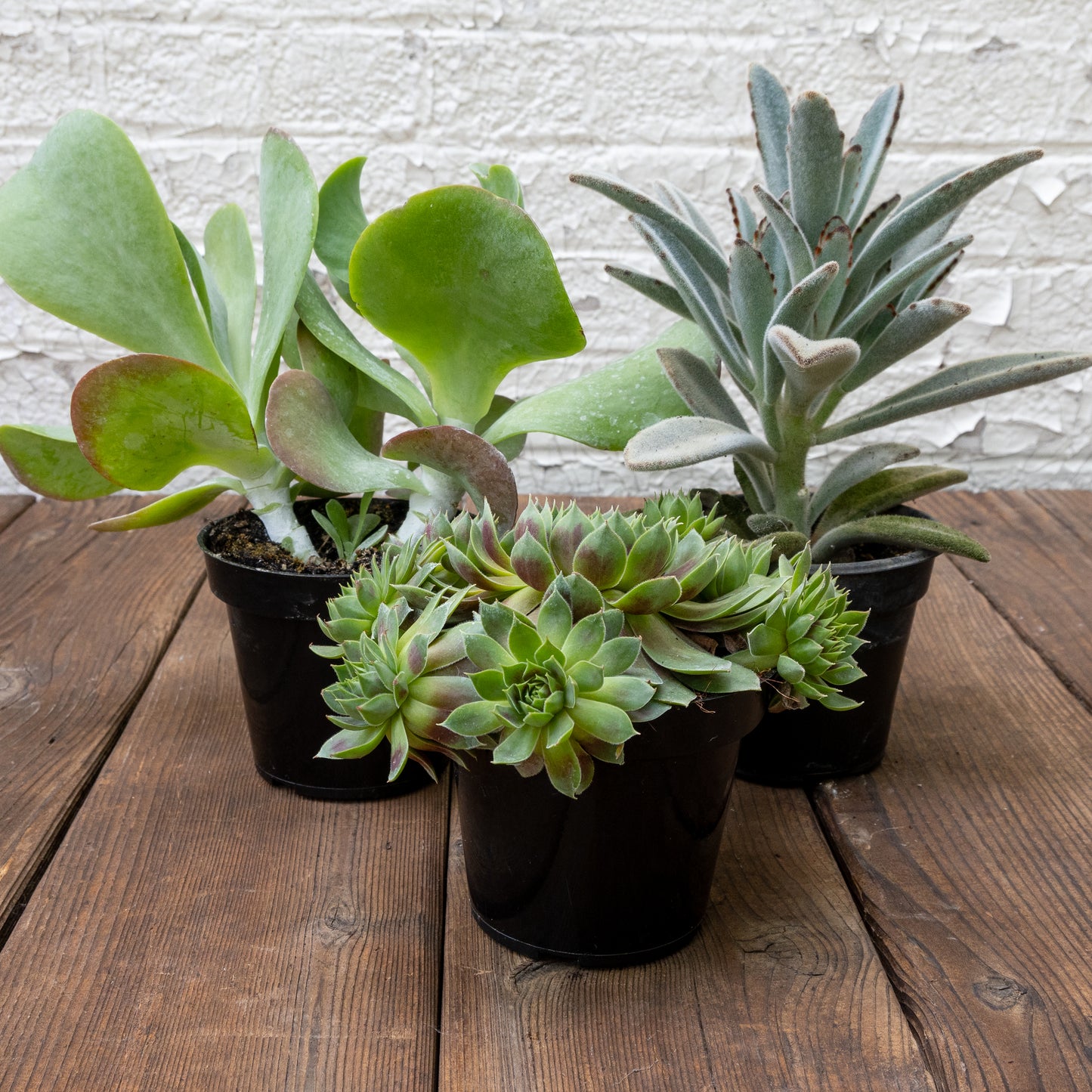 High Light Succulent Gift Set
