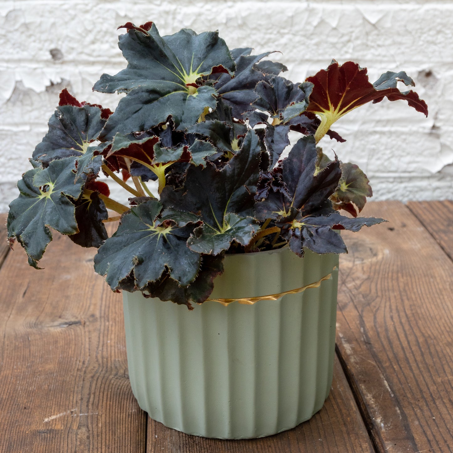 Bright Light Houseplants Gift Set