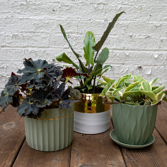 Bright Light Houseplants Gift Set