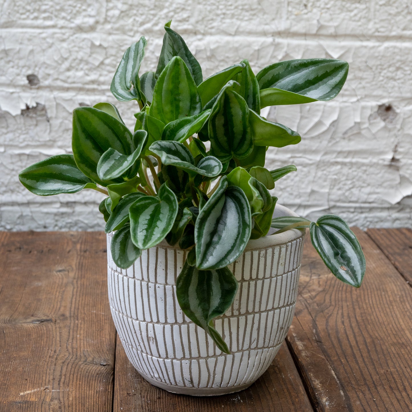 Pet Friendly Houseplants Gift Set
