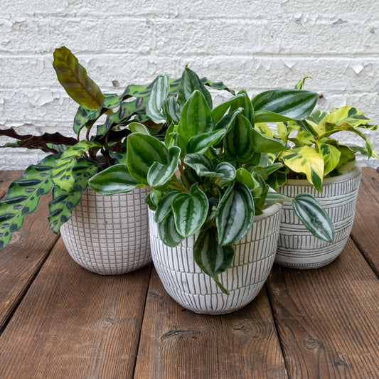 Pet Friendly Houseplants Gift Set