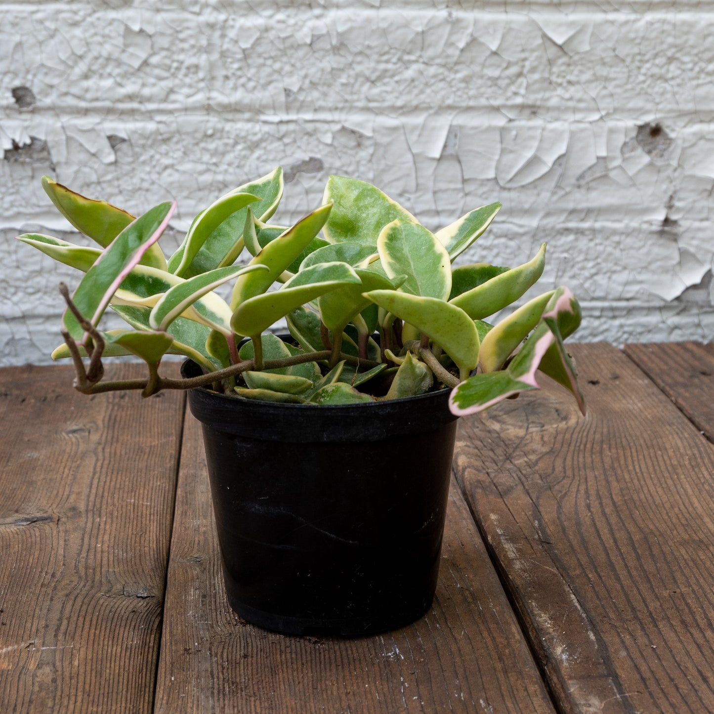Bright Light Houseplants Gift Set