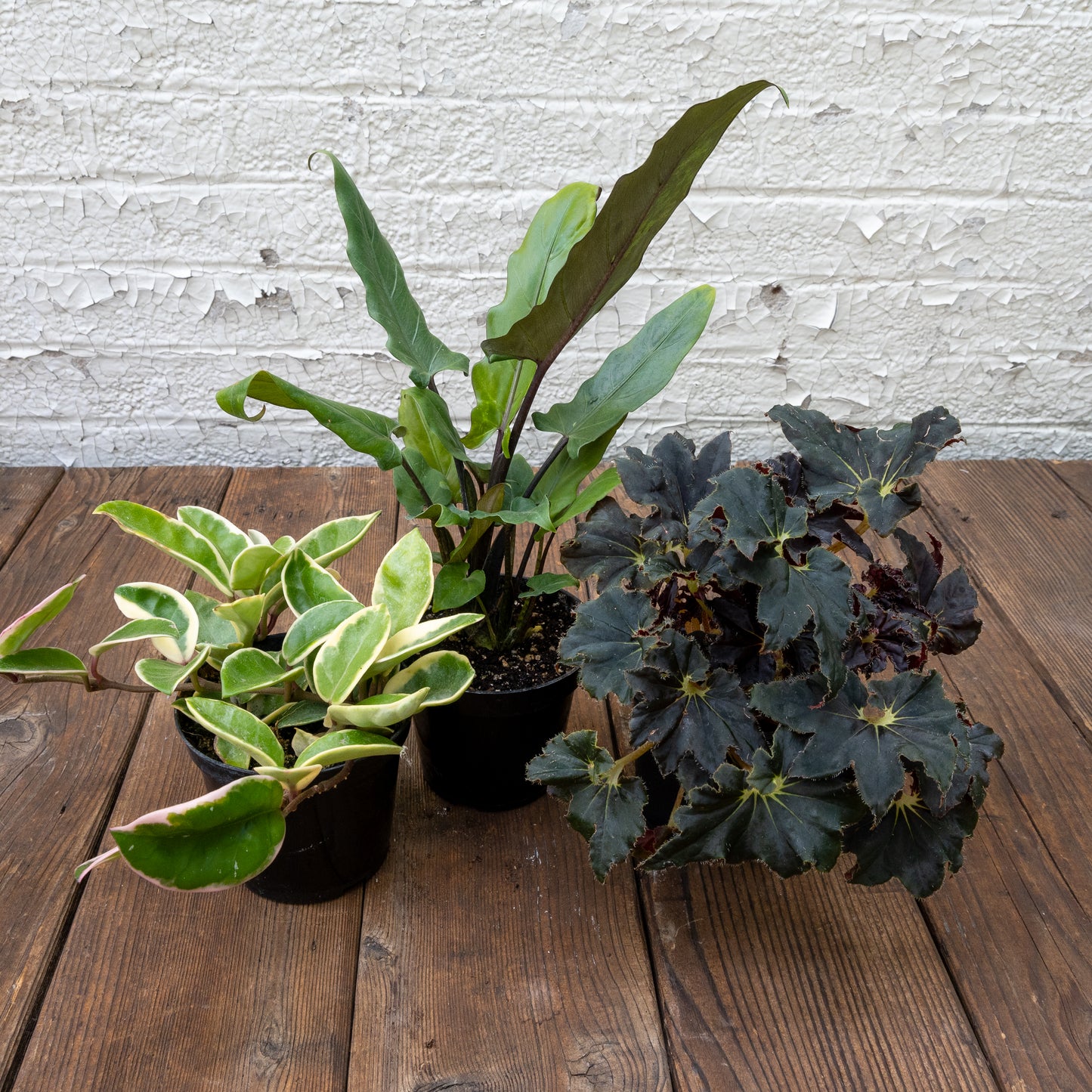 Bright Light Houseplants Gift Set