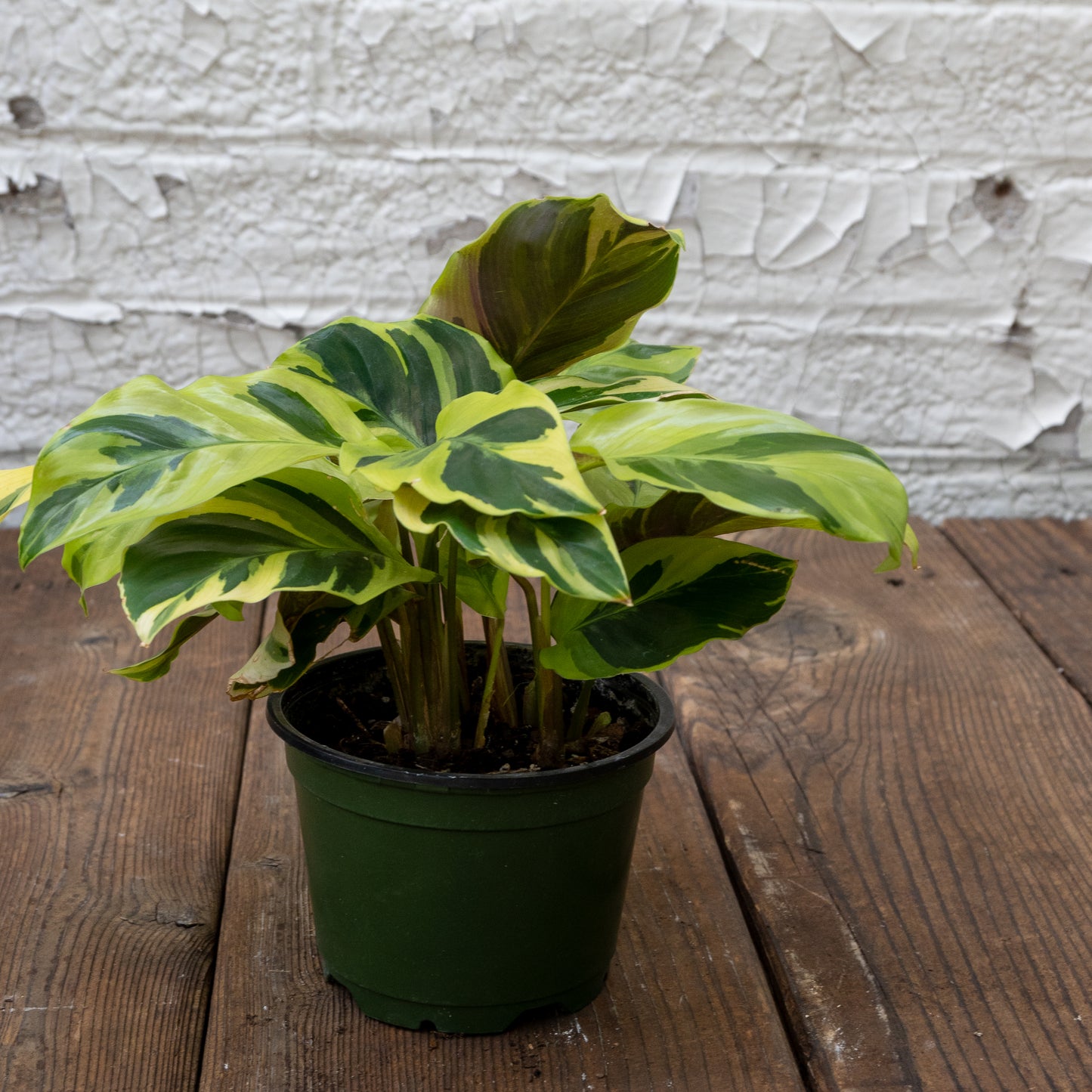 Pet Friendly Houseplants Gift Set