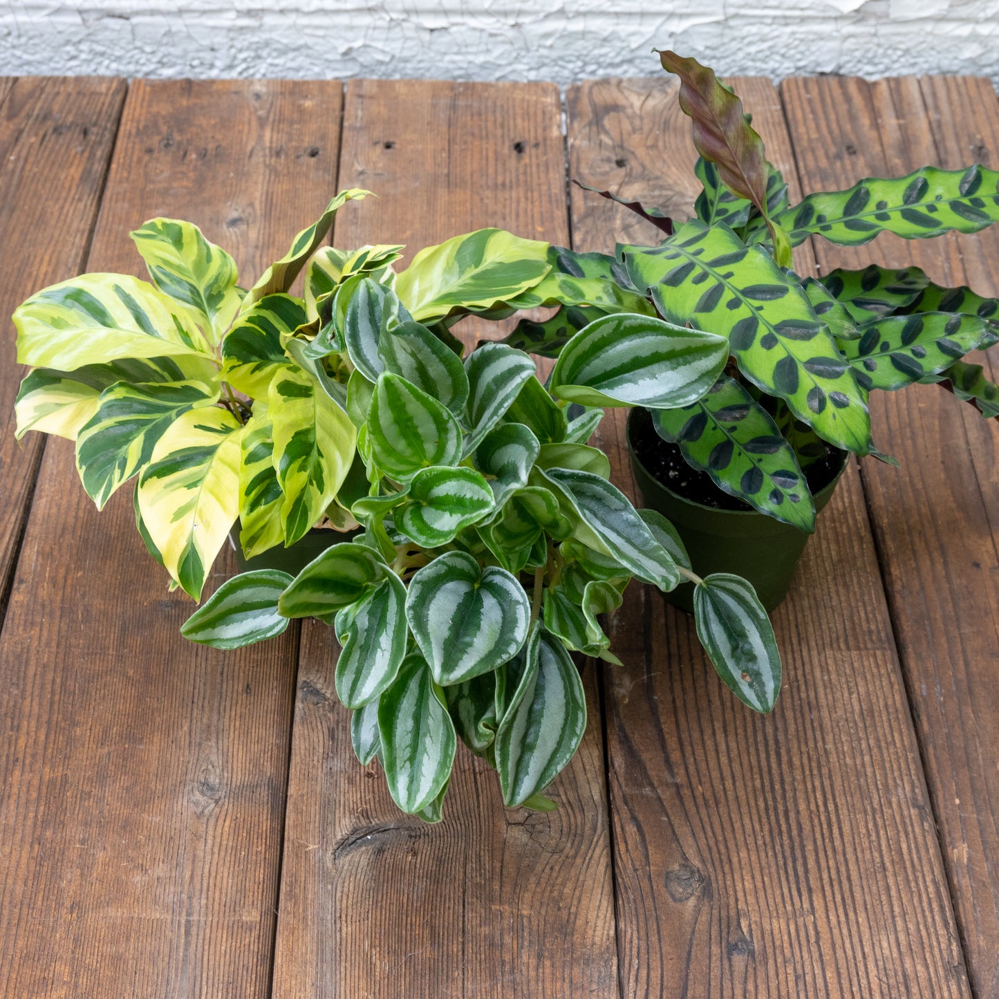 Pet Friendly Houseplants Gift Set