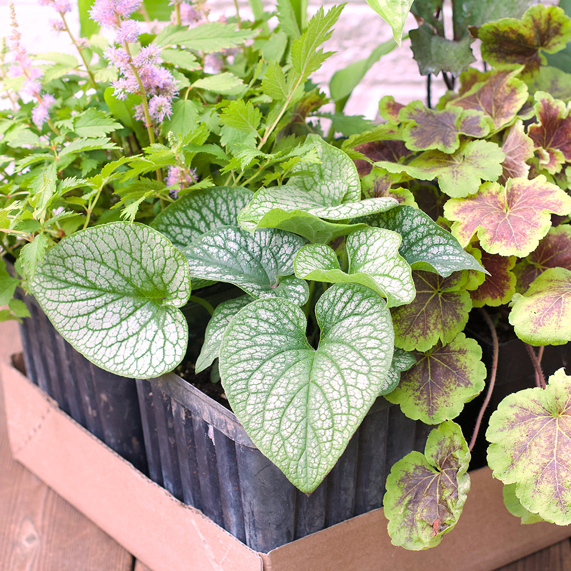 Perennial Pack - Shade/Part Shade - 20% OFF