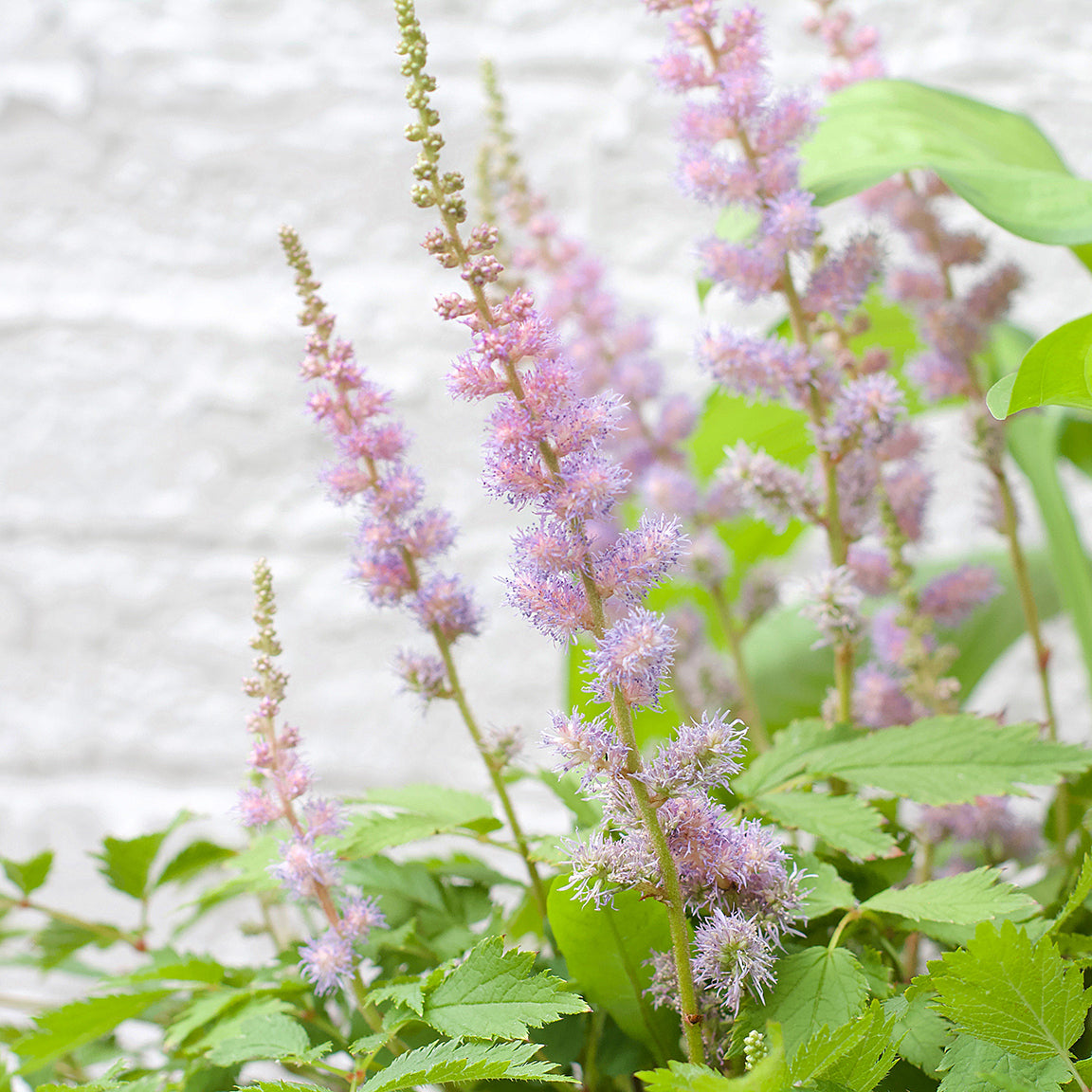 Perennial Pack - Shade/Part Shade - 20% OFF