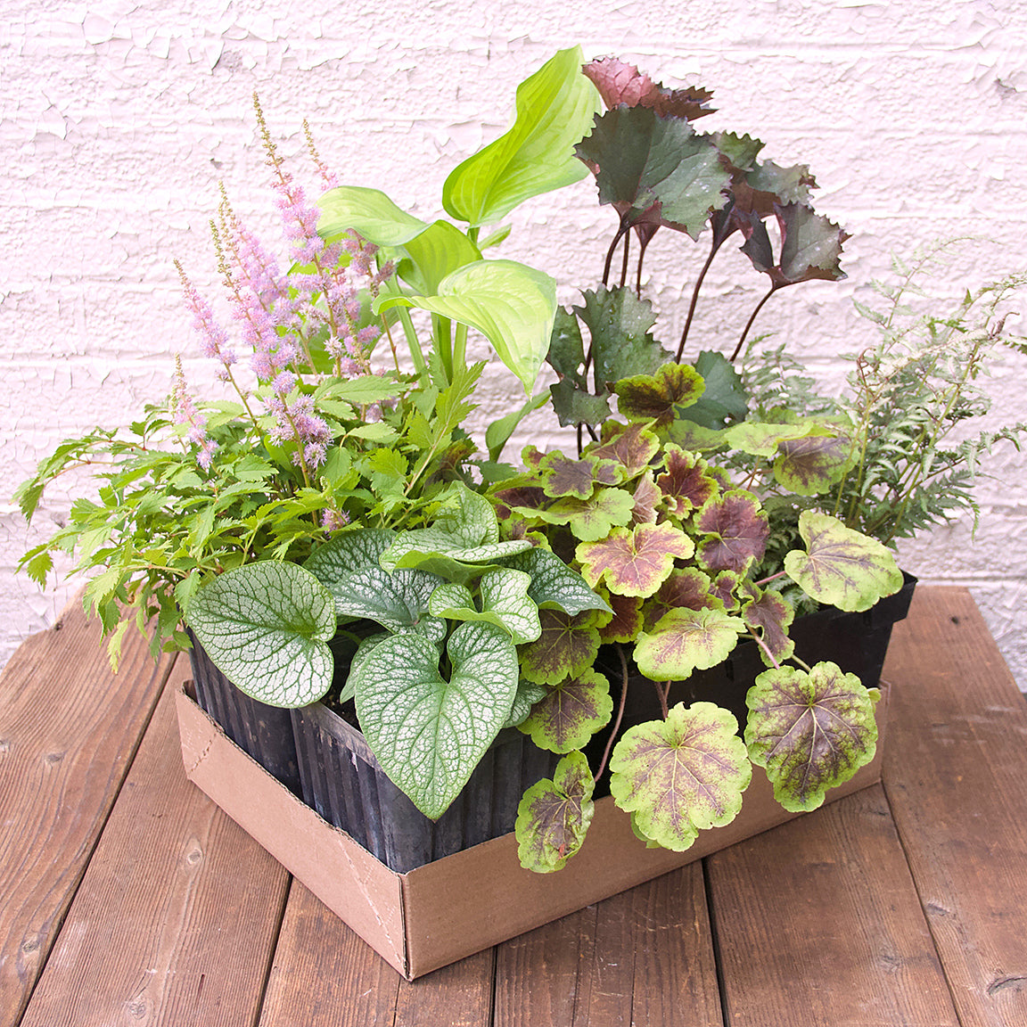 Perennial Pack - Shade/Part Shade - 20% OFF