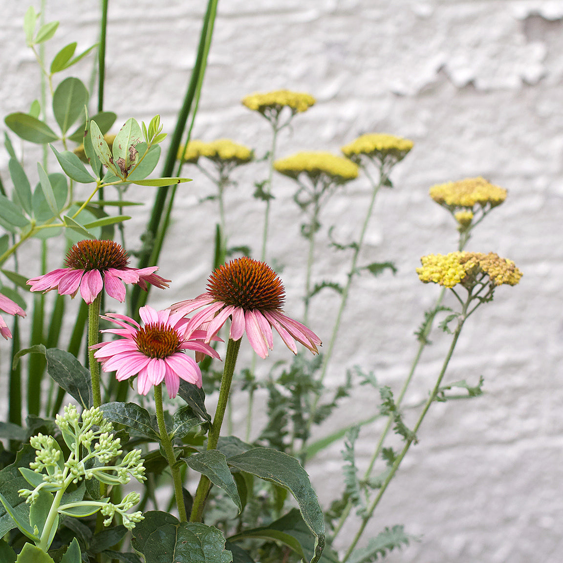 Perennial Pack - Tough Plants for Tough Spaces - 20% OFF