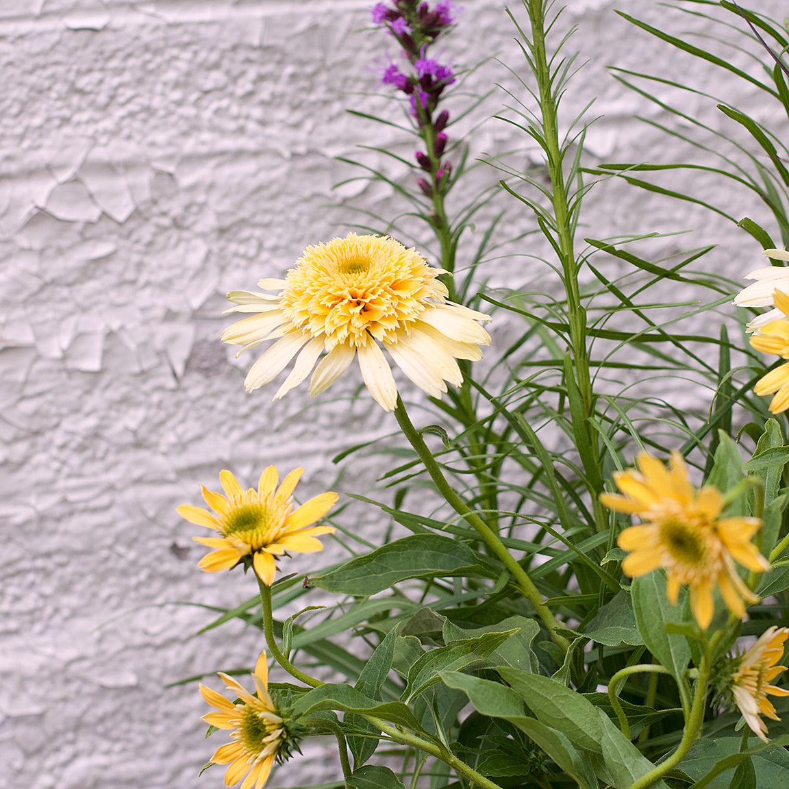 Perennial Pack - Full Sun - 20% OFF