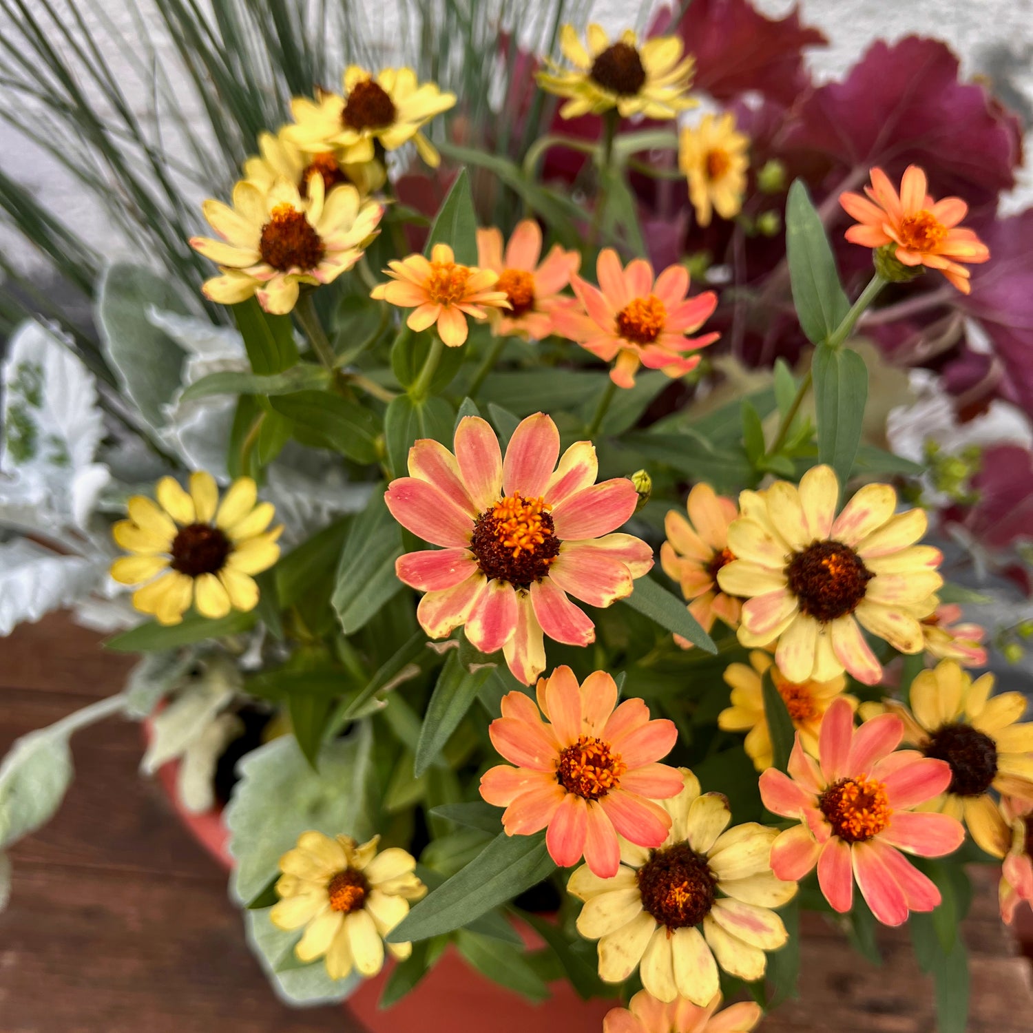 Fall Annuals & Accents