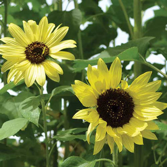 Seed Savers Exchange - Lemon Queen Sunflower