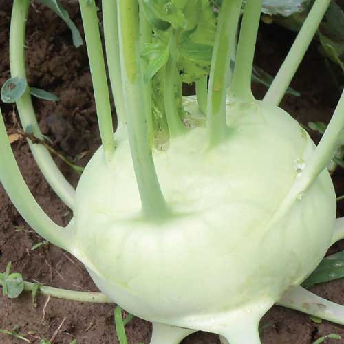 Seed Savers Exchange - Delicatesse White Kohlrabi