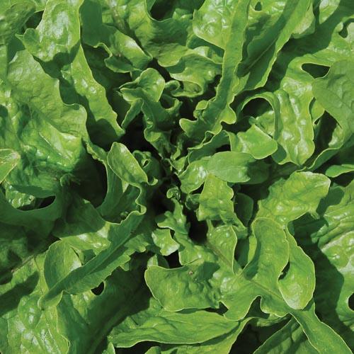 Seed Savers Exchange - Green Oakleaf Lettuce