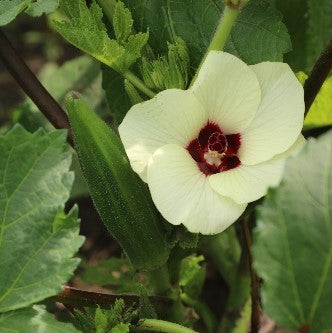 Seed Savers Exchange - Cajun Jewel Okra