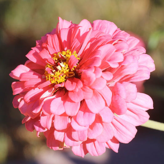 Seed Savers Exchange - Luminosa Zinnia