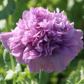 Seed Savers Exchange - Lavender Double Poppy