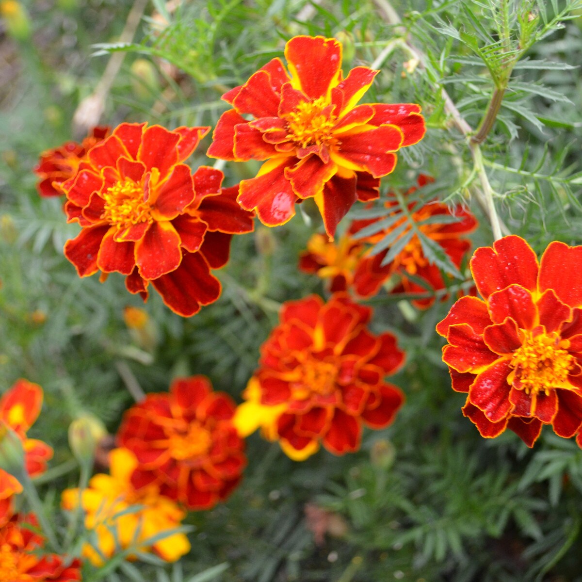 Seed Savers Exchange - Harvey's Honor Marigold