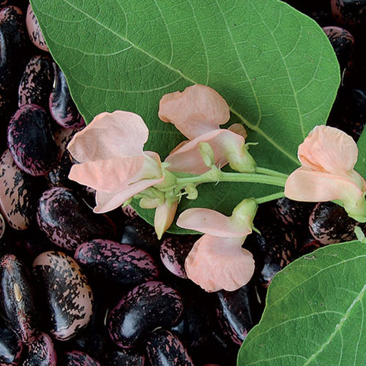Seed Savers Exchange - Sunset Runner Bean