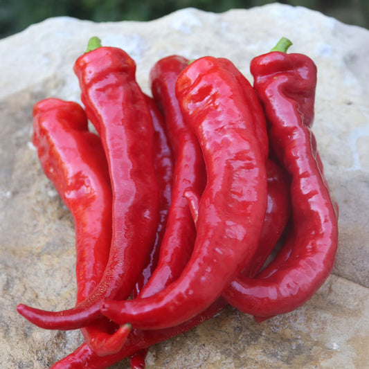 Seed Savers Exchange - Lemme's Italian Sweet Pepper