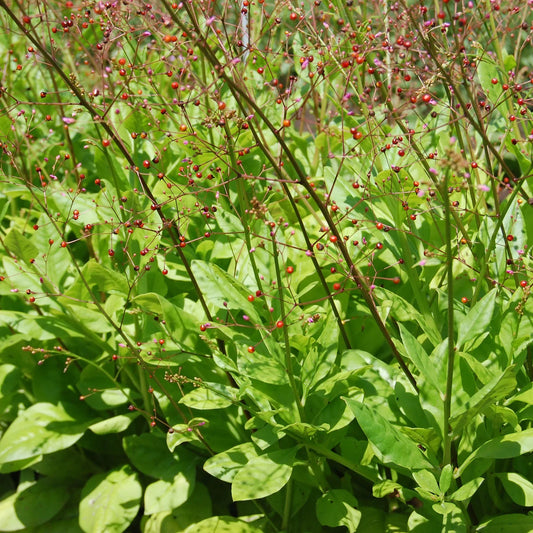 Seed Savers Exchange - Jewels of Opar