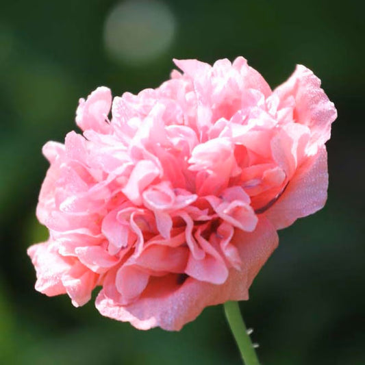 Seed Savers Exchange - Heritage Farm Poppy