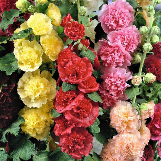 Seed Savers Exchange - Chater's Double Mix Hollyhock