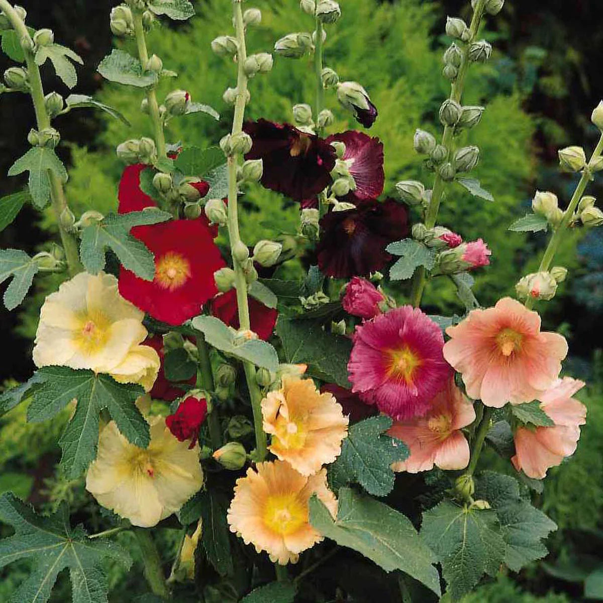 Seed Savers Exchange - Fig Hollyhock