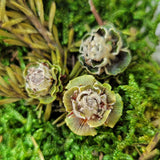 Fall Wreath Workshop 9/23